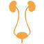 The Precision of Bladder Function