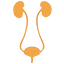 The Precision of Bladder Function