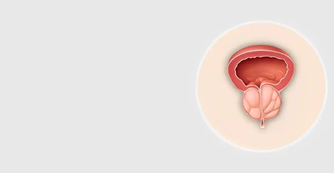 Why Your Bladder Health is a Pillar of Vitality